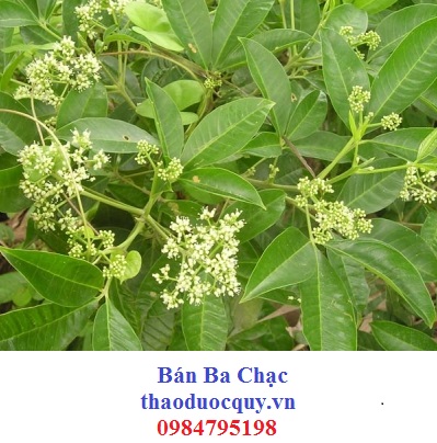 BA CHẠC