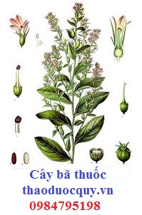 Cây bã thuốc
