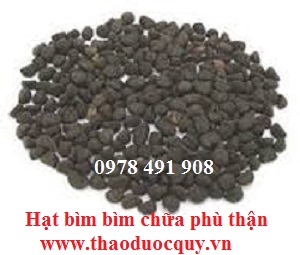 Hạt bìm bìm (hắc sửu) chữa phù thận