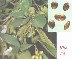 Kha tử/ Chiêu liêu trị ho