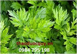 Đắp ngải cứu - muối chữa đau mỏi vai gáy