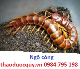 Ngô công