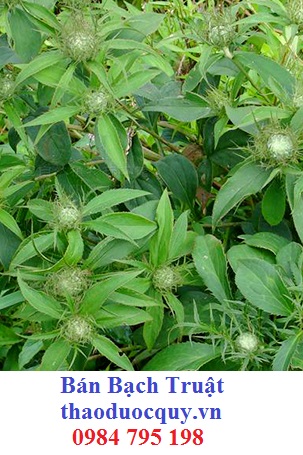 Bạch Truật