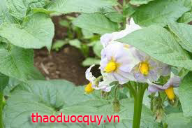 Cà Dại Hoa Trắng