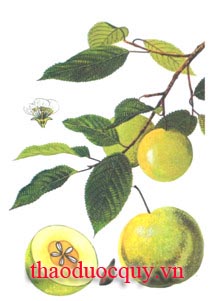 Sơn Trà