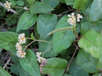 Thồm Lồm