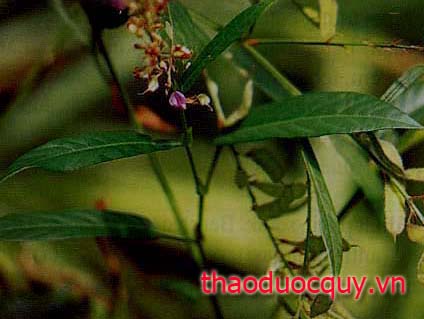 Cổ Bình