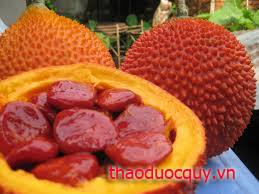 Gấc