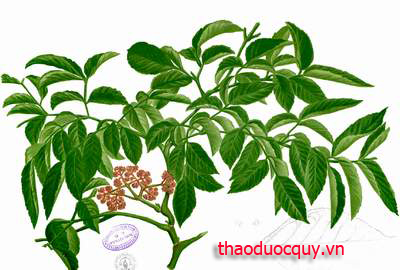 Gối Hạc