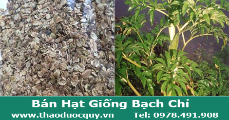 Hạt giống Bạch chỉ