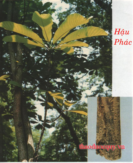 Xích Phác