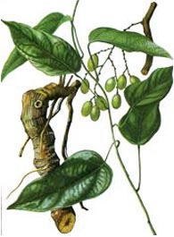 Hoàng Đằng