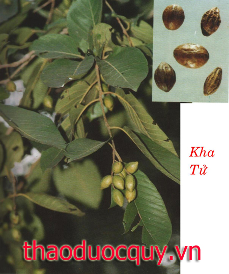 Kha Tử Kha Tử