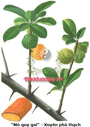 Mỏ Quạ