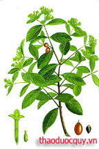 Niệt Gió