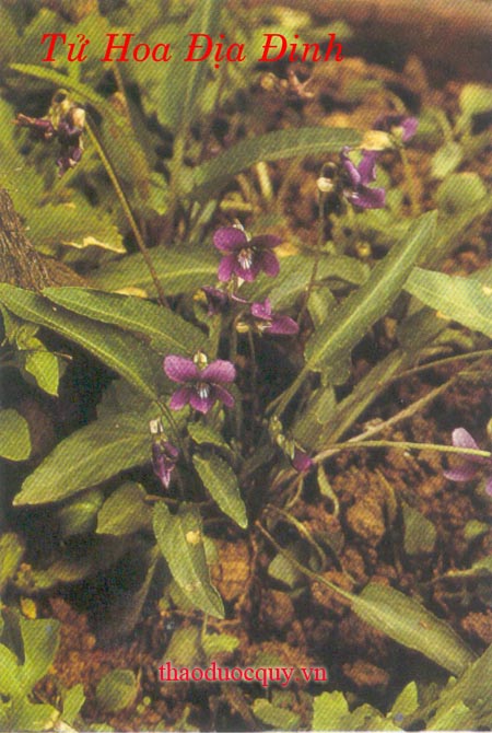 Tử Hoa Địa Đinh