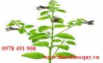 Bài thuốc trị Gan nhiễm mỡ