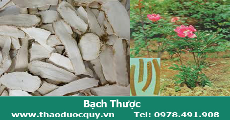 Bạch thược