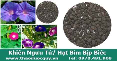 Khiên ngưu tử còn lá hạt cây bìm bịp biếc