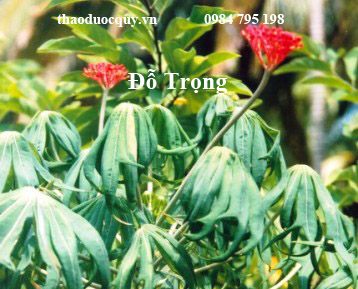 đỗ trọng