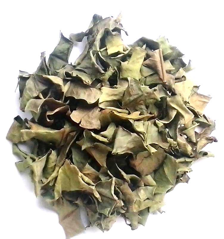 l&aacute; vối kh&ocirc;