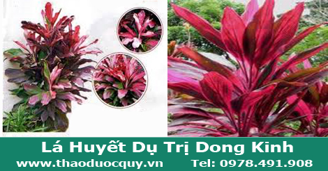 lá huyết dụ