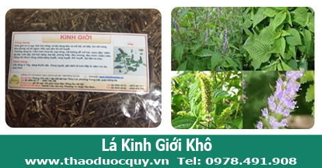 Hình ảnh cây kinh giới