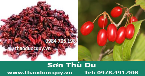 Sơn thù du