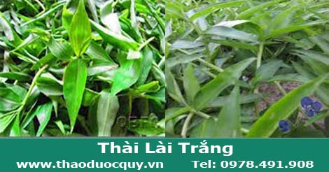 th&agrave;i-l&agrave;i-trắng