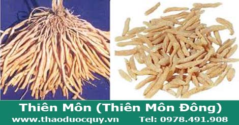 thi&ecirc;n m&ocirc;n đ&ocirc;ng