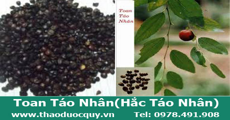 Hình ảnh Toan Táo Nhân hay còn gọi là Hắc Táo Nhân