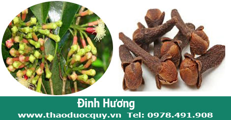 hình ảnh hoa đinh hương tươi và khô